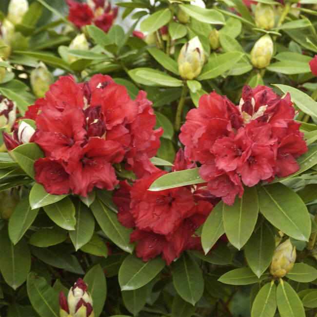 Rhododendron Hybride Red Jack