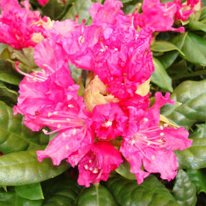 Rhododendron Hybride Rocket