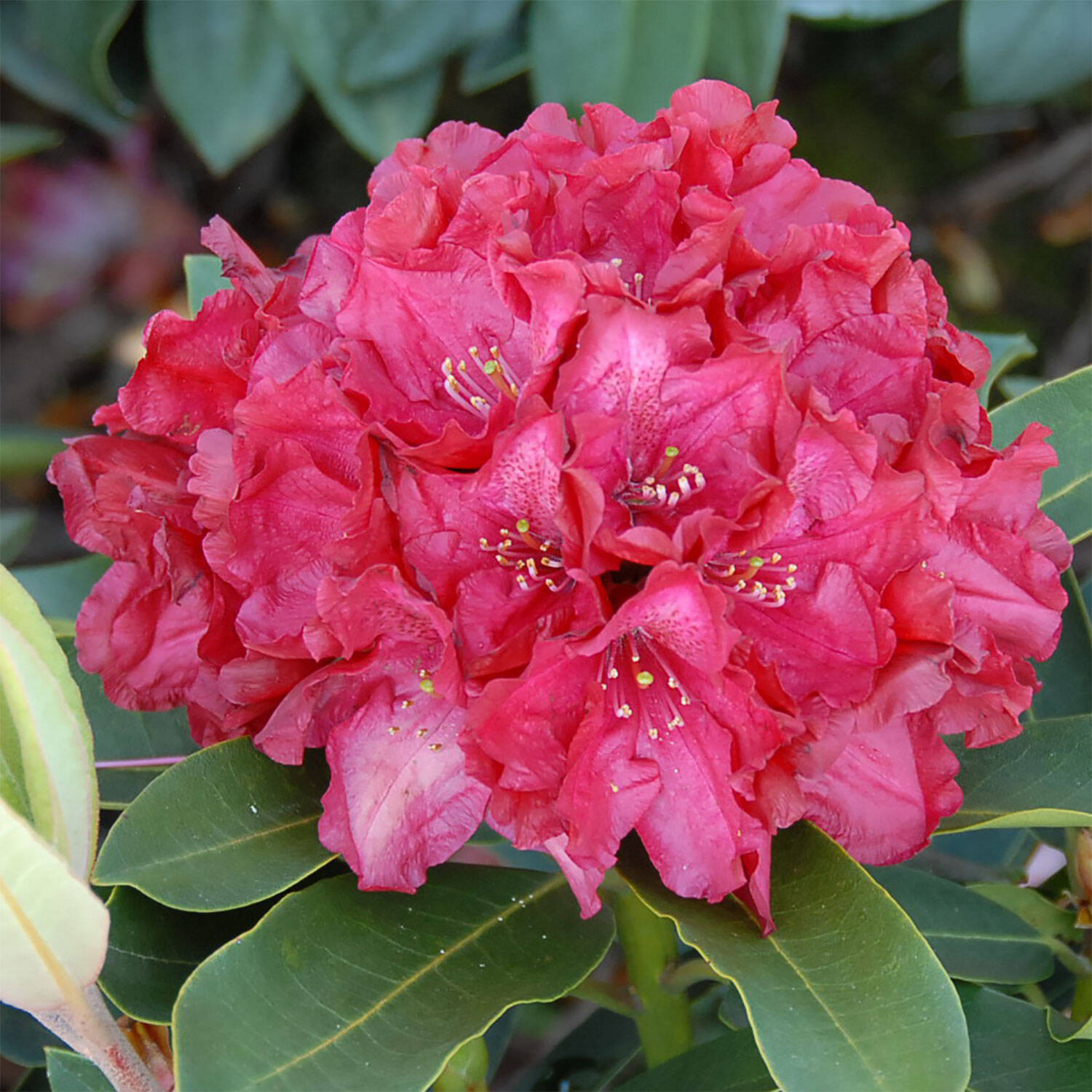 Kategorie <b>Hecken </b> - Rhododendron 'Roter Korsar' - Rhododendron Hybride 'Roter Korsar'