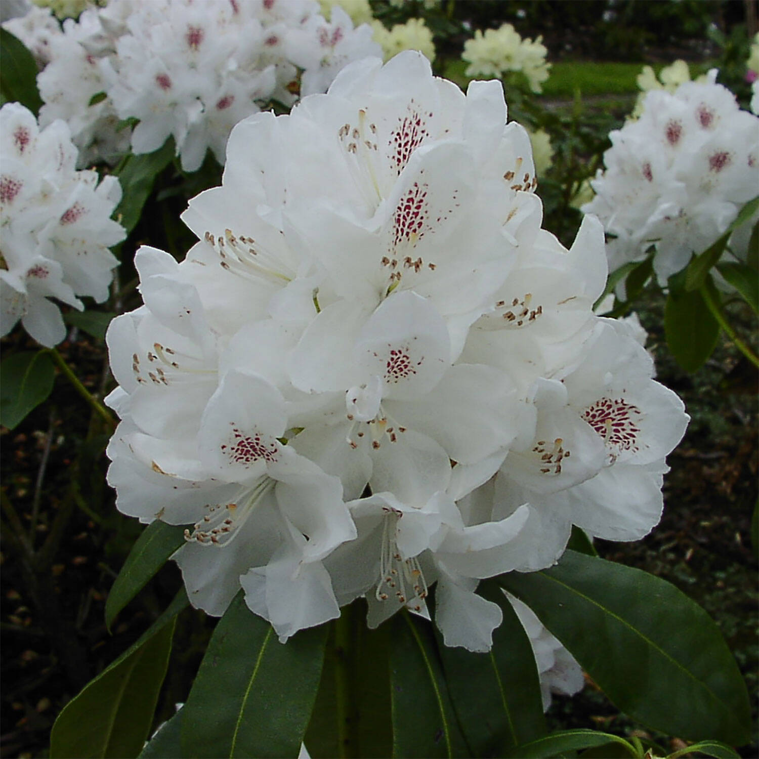 Kategorie <b>Hecken </b> - Rhododendron 'Schneebukett' - Rhododendron Hybride 'Schneebukett'