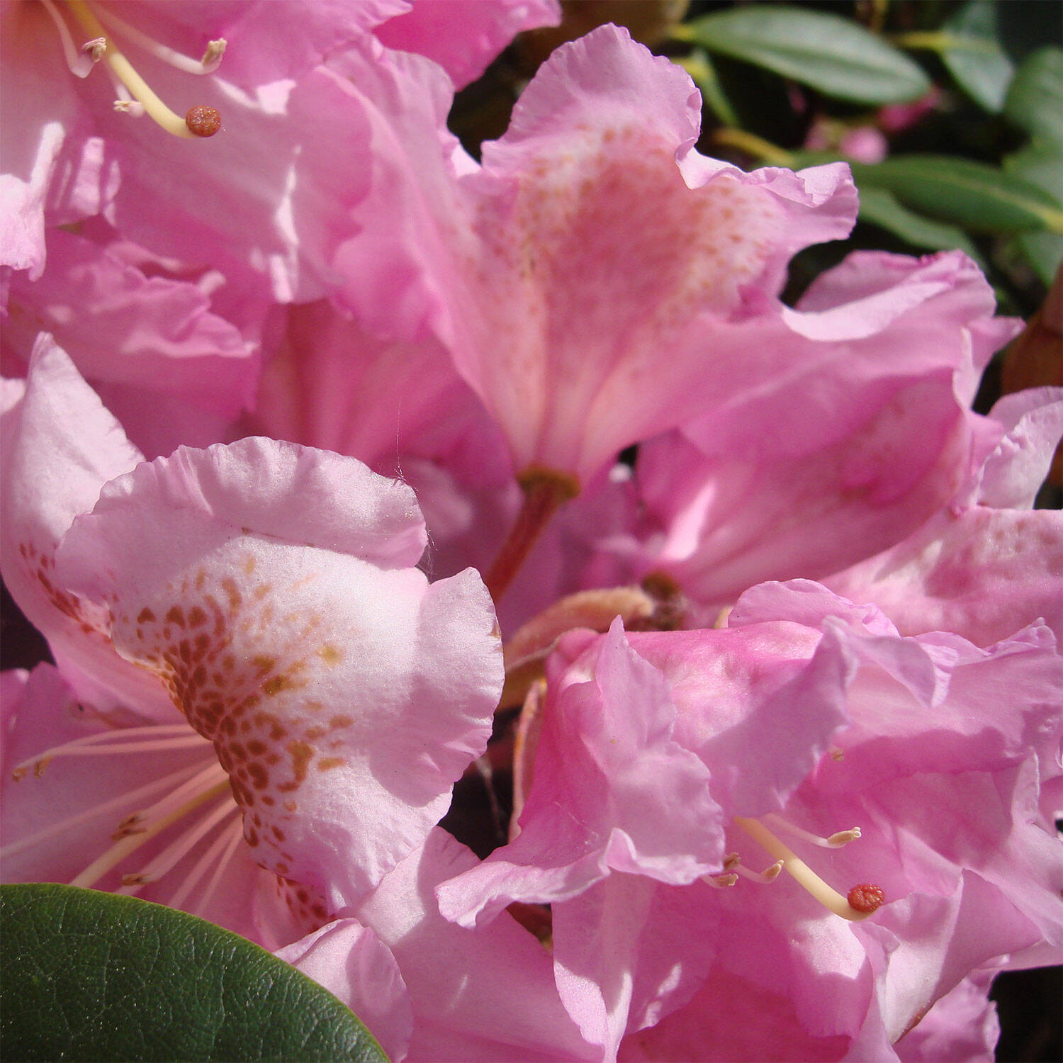 Kategorie <b>Hecken </b> - Rhododendron 'Scintillation' - Rhododendron Hybride 'Scintillation'
