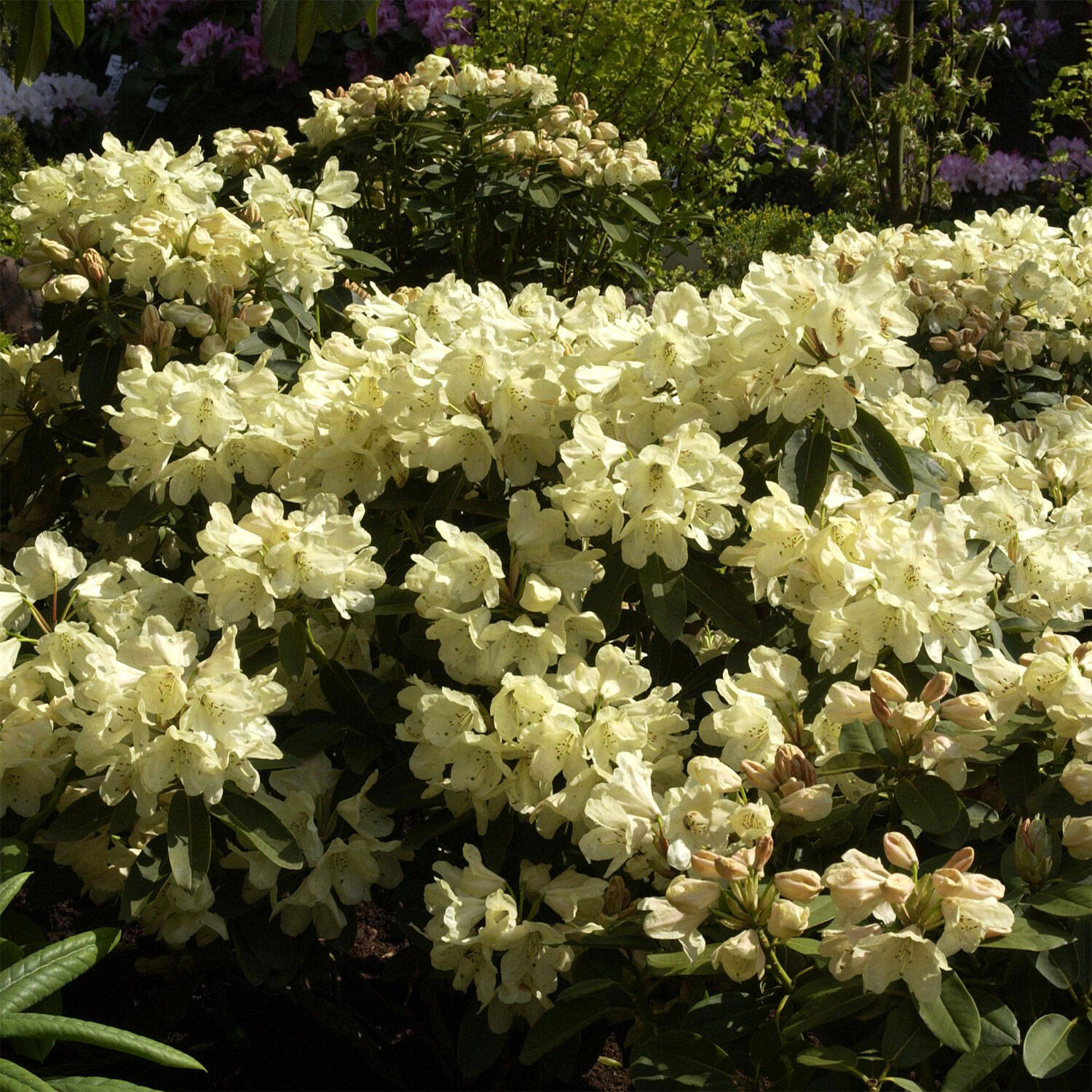 Kategorie <b>Hecken </b> - Rhododendron 'Stadt Westerstede' - Rhododendron Hybride 'Stadt Westerstede'