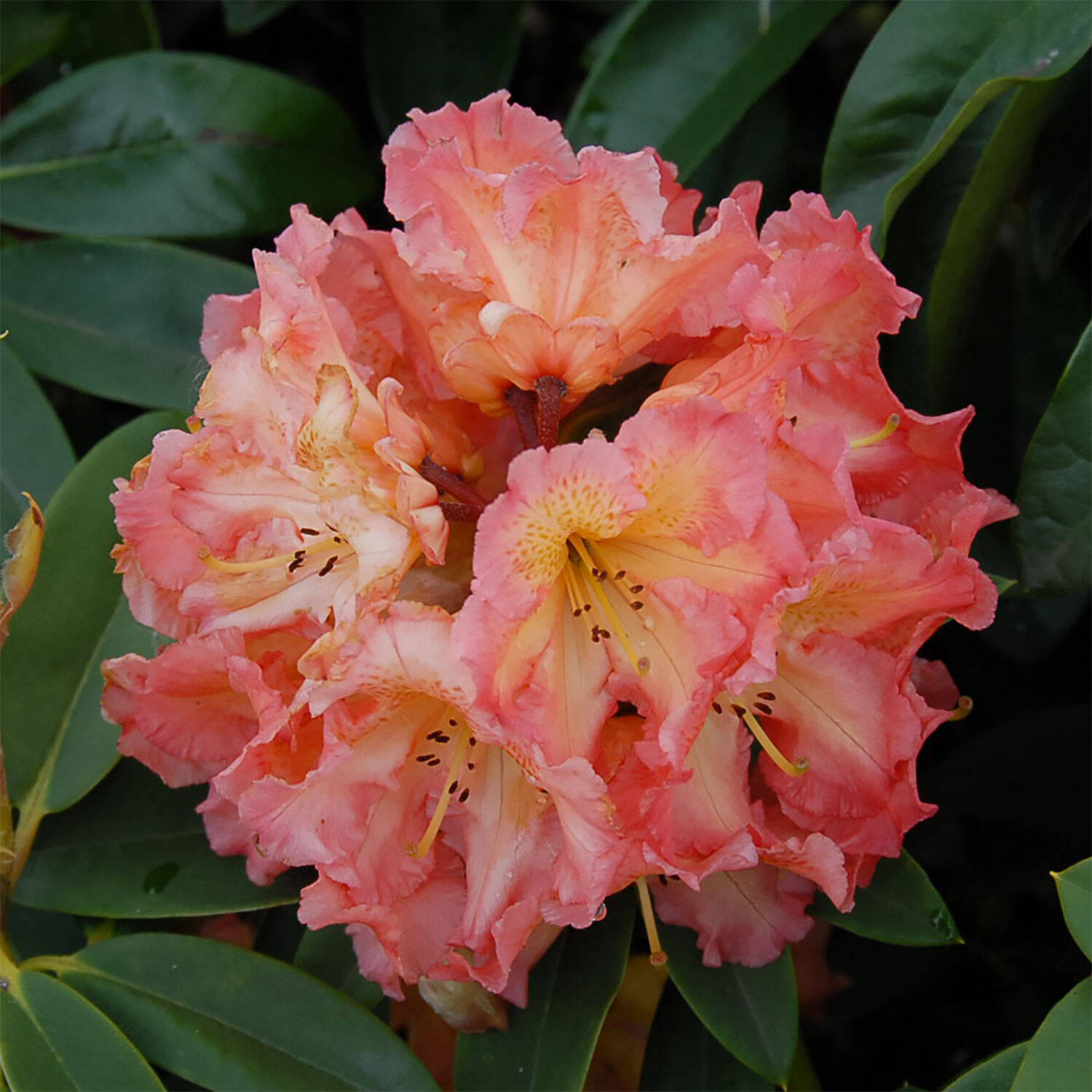 Kategorie <b>Hecken </b> - Rhododendron 'Sun Fire' - Rhododendron Hybride 'Sun Fire'