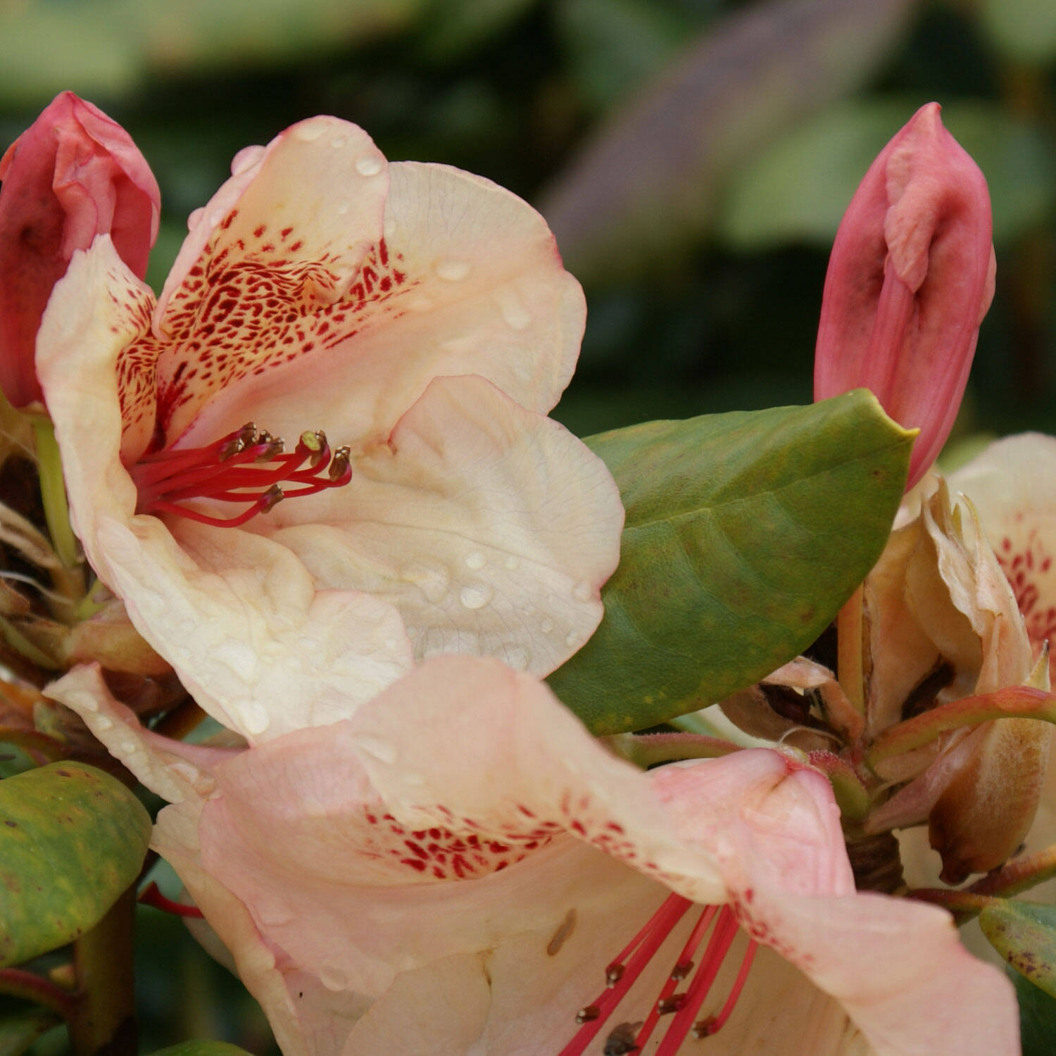 Kategorie <b>Hecken </b> - Rhododendron 'Viscy' - Rhododendron Hybride 'Viscy'
