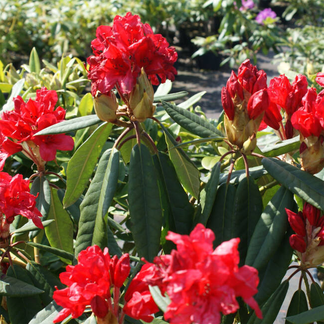 Rhododendron Hybride Vulcans Flame