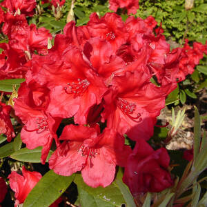 Rhododendron Hybride Vulcans Flame