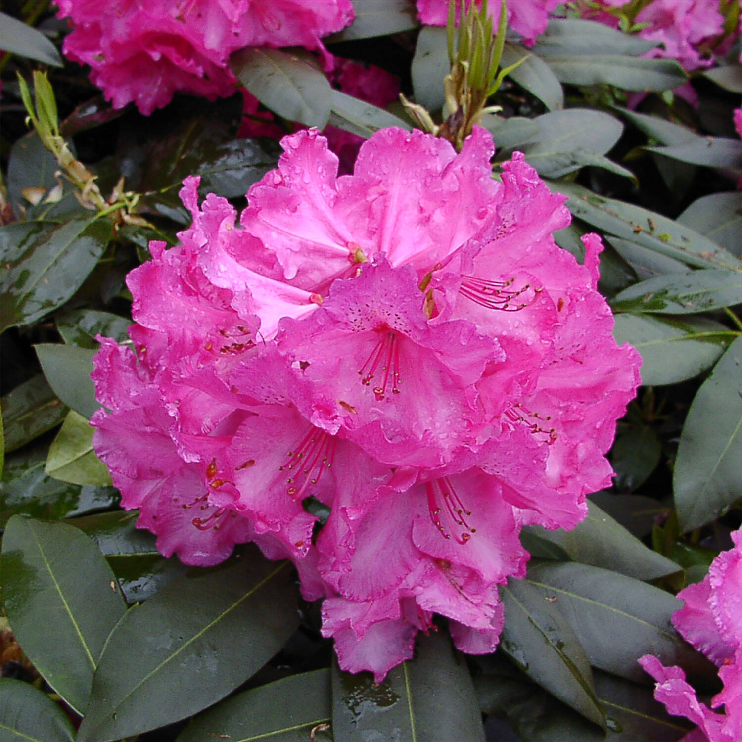 Kategorie <b>Hecken </b> - Rhododendron 'Walküre'® - Rhododendron Hybride 'Walküre'®
