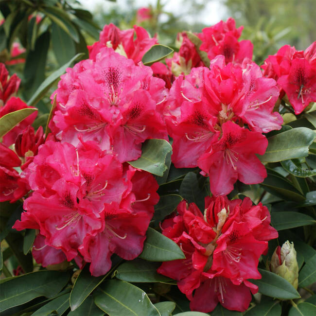 Rhododendron Hybride Wilgens Ruby