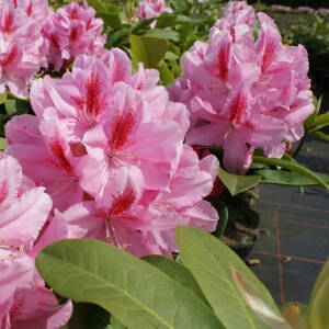 Rhododendron Hybride Furnivalls Daughter