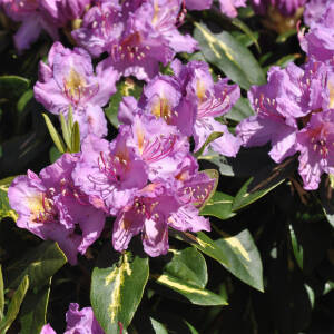Rhododendron Hybride Goldflimmer