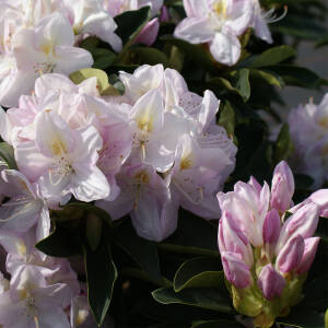 Rhododendron Hybride Gomer Waterer
