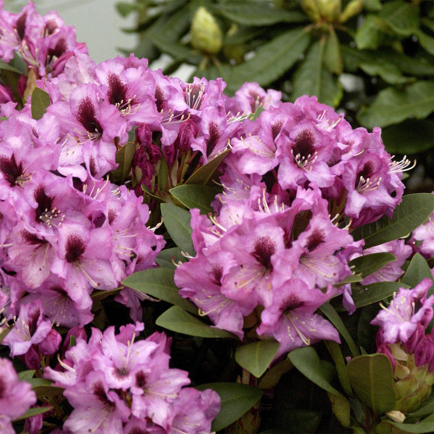 Kategorie <b>Hecken </b> - Rhododendron 'Kokardia'® - Rhododendron Hybride 'Kokardia'®