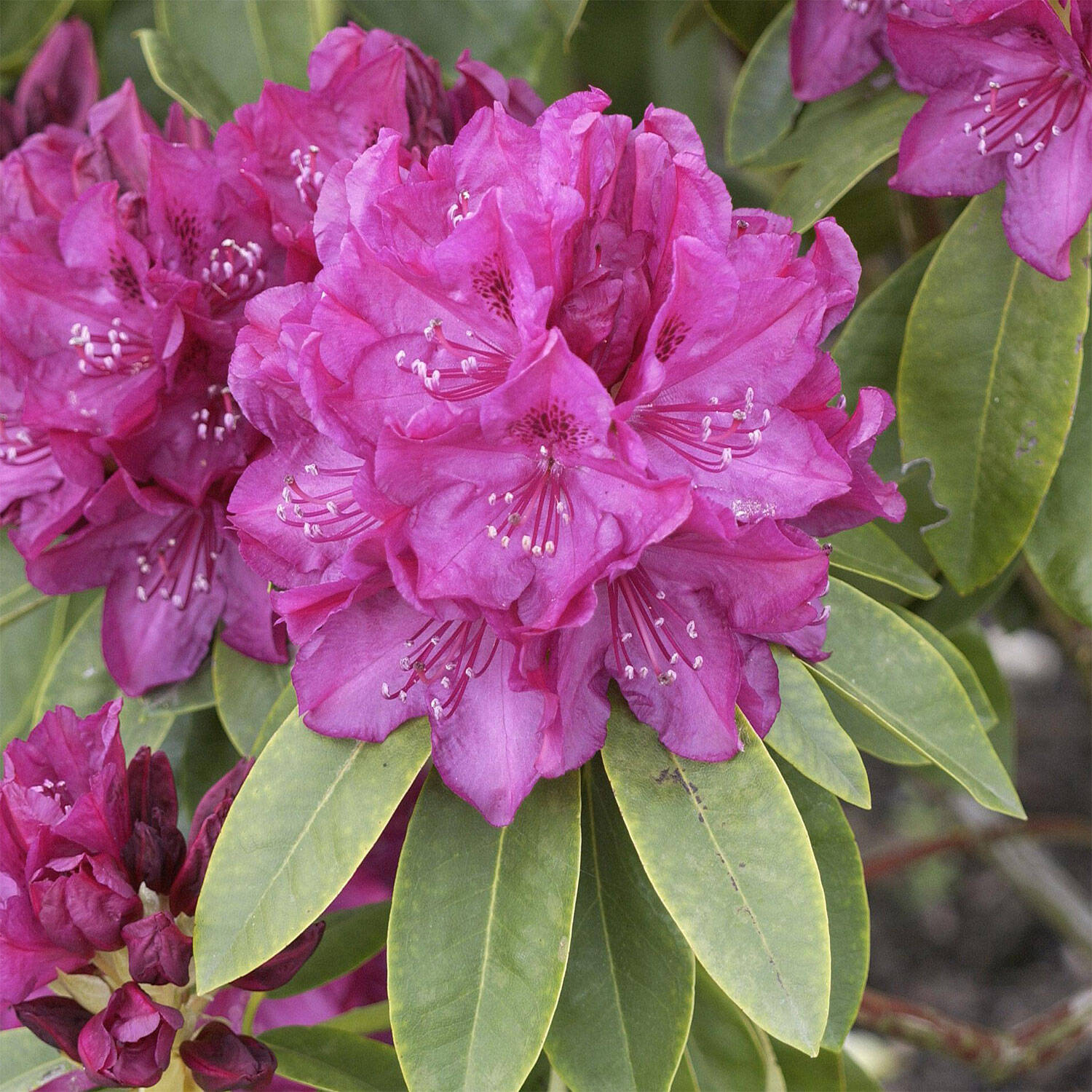 Kategorie <b>Hecken </b> - Rhododendron 'Old Port' - Rhododendron Hybride 'Old Port'