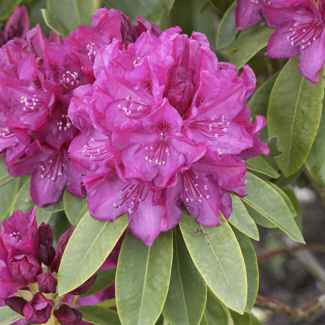Rhododendron Hybride Old Port