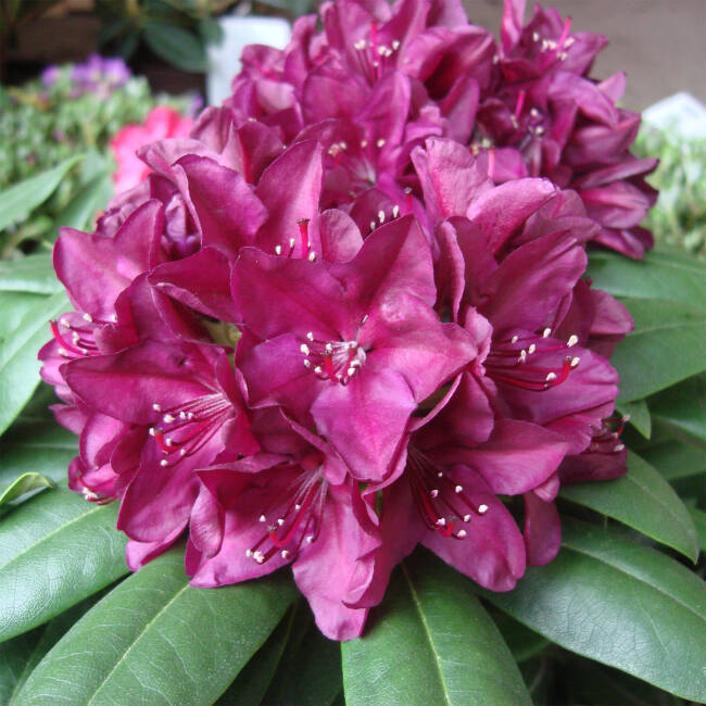 Rhododendron Hybride Polarnacht