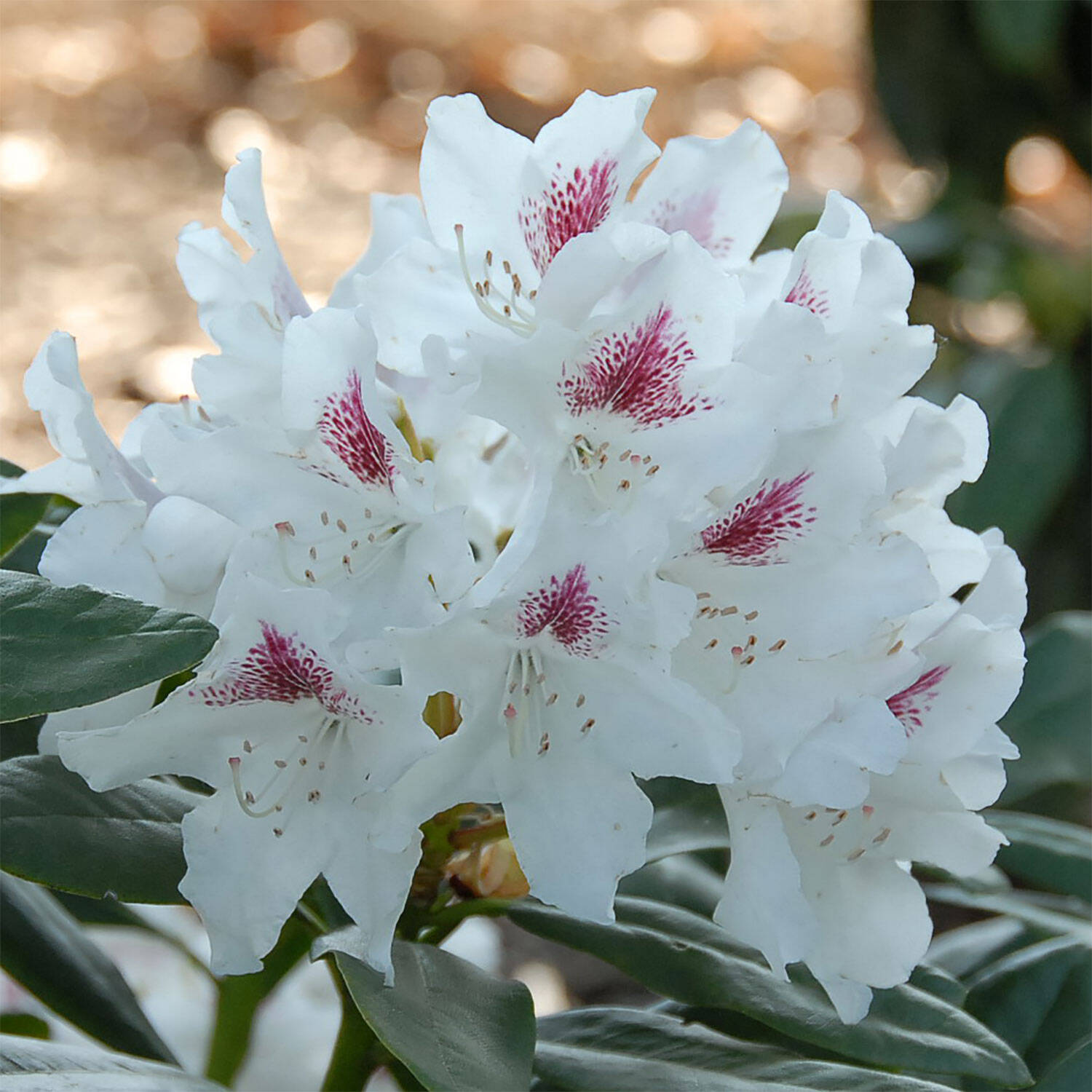 Kategorie <b>Hecken </b> - Rhododendron 'Schneeauge' - Rhododendron Hybride 'Schneeauge'