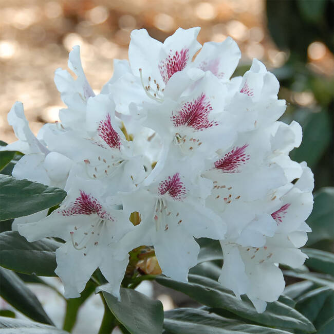 Rhododendron Hybride Schneeauge