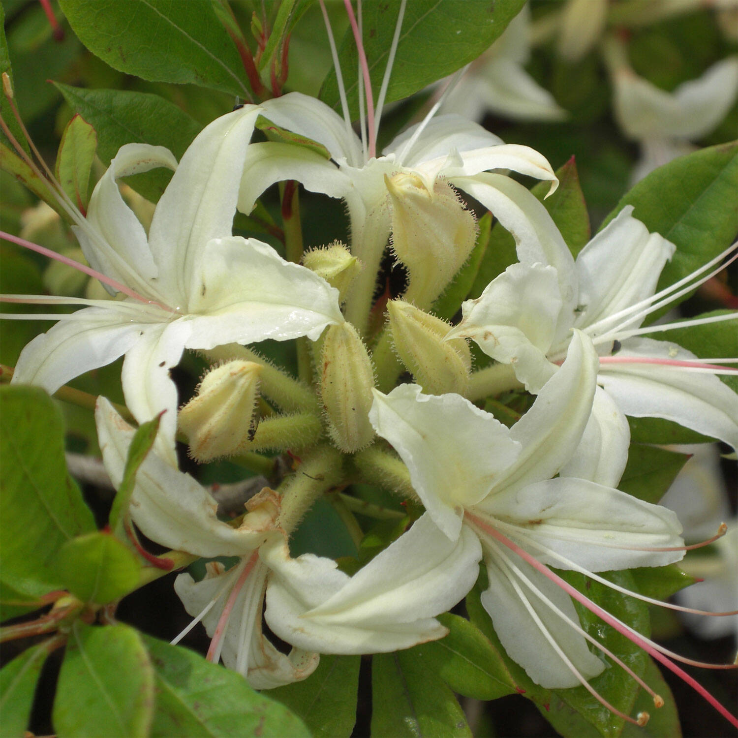 Kategorie <b>Hecken </b> - Laubabwerfender Rhododendron 'June Jubilee' - Rhododendron aromi 'June Jubilee'
