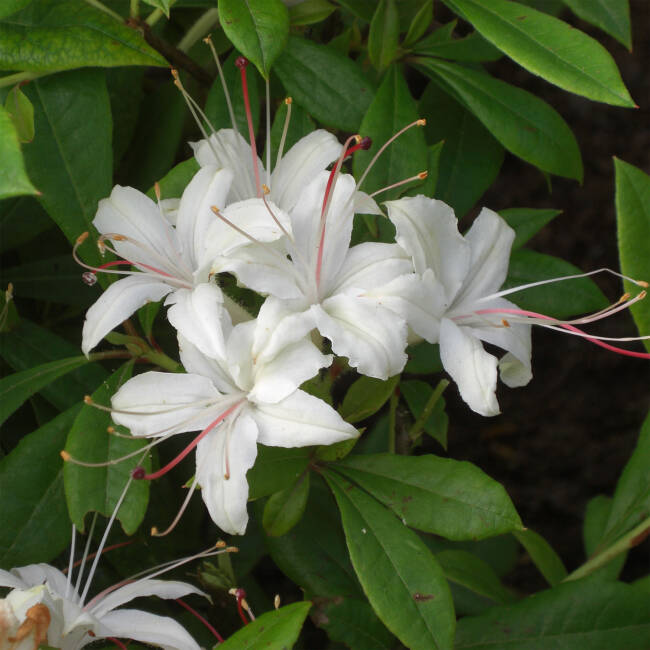 Rhododendron aromi Spring Sensation