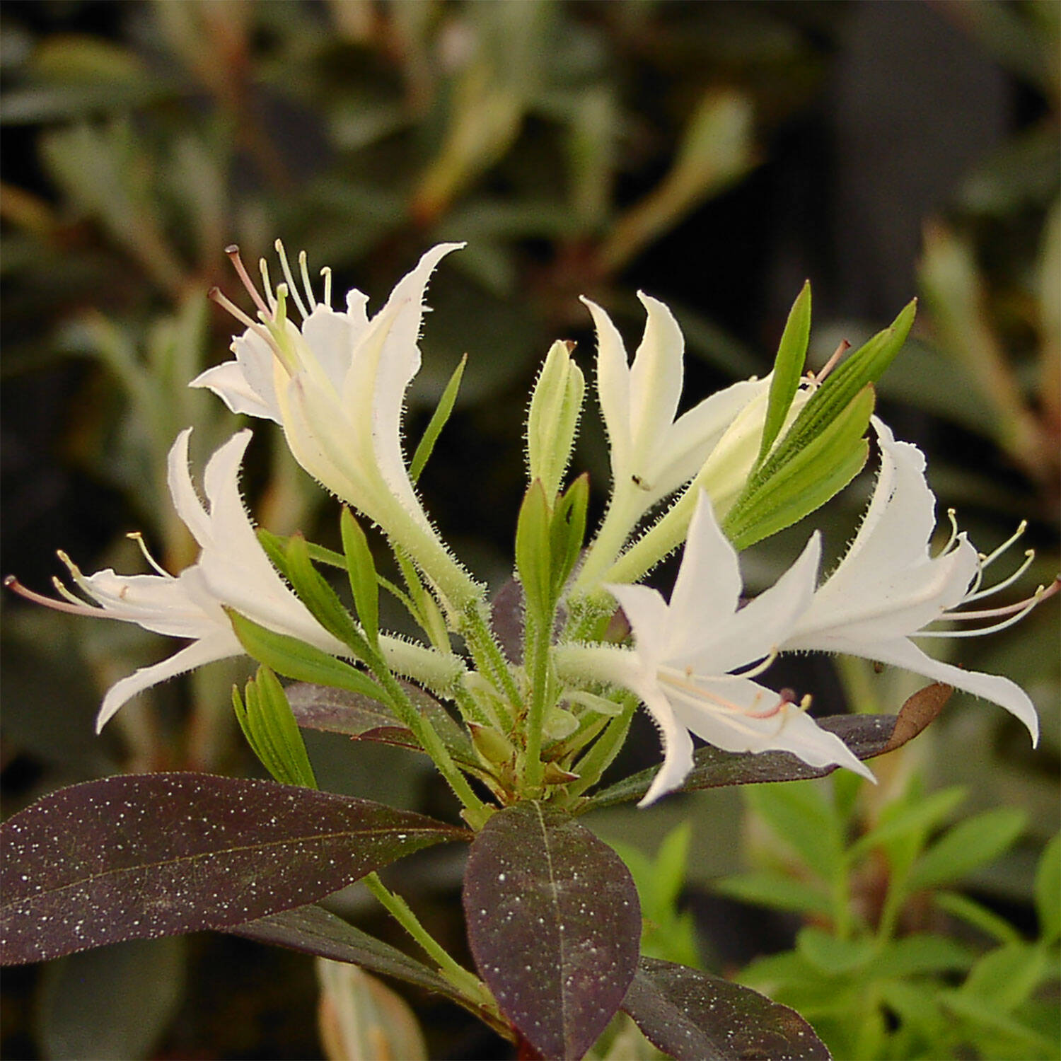 Kategorie <b>Hecken </b> - Laubabwerfender Rhododendron atlanticum - Rhododendron atlanticum