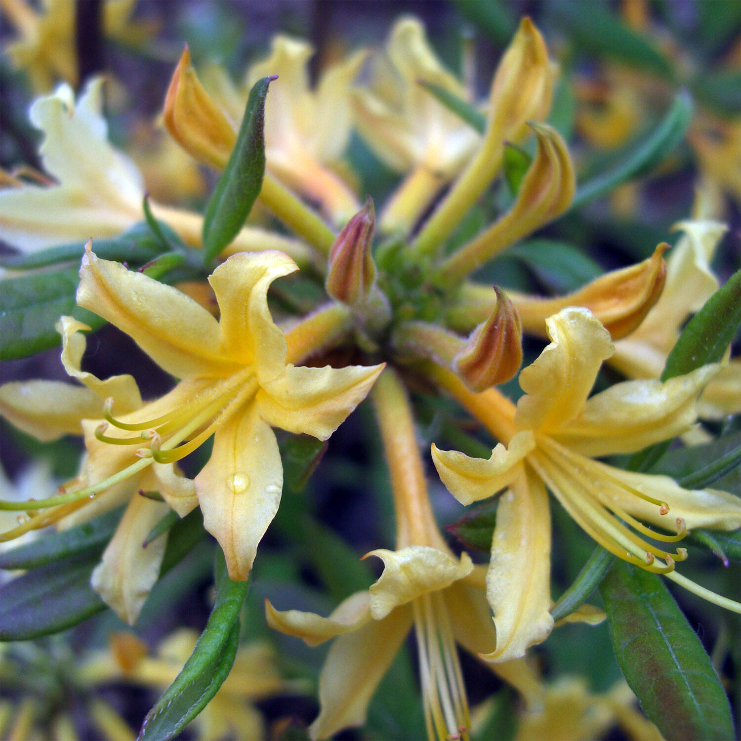 Kategorie <b>Hecken </b> - Laubabwerfender Rhododendron austrinum - Rhododendron austrinum