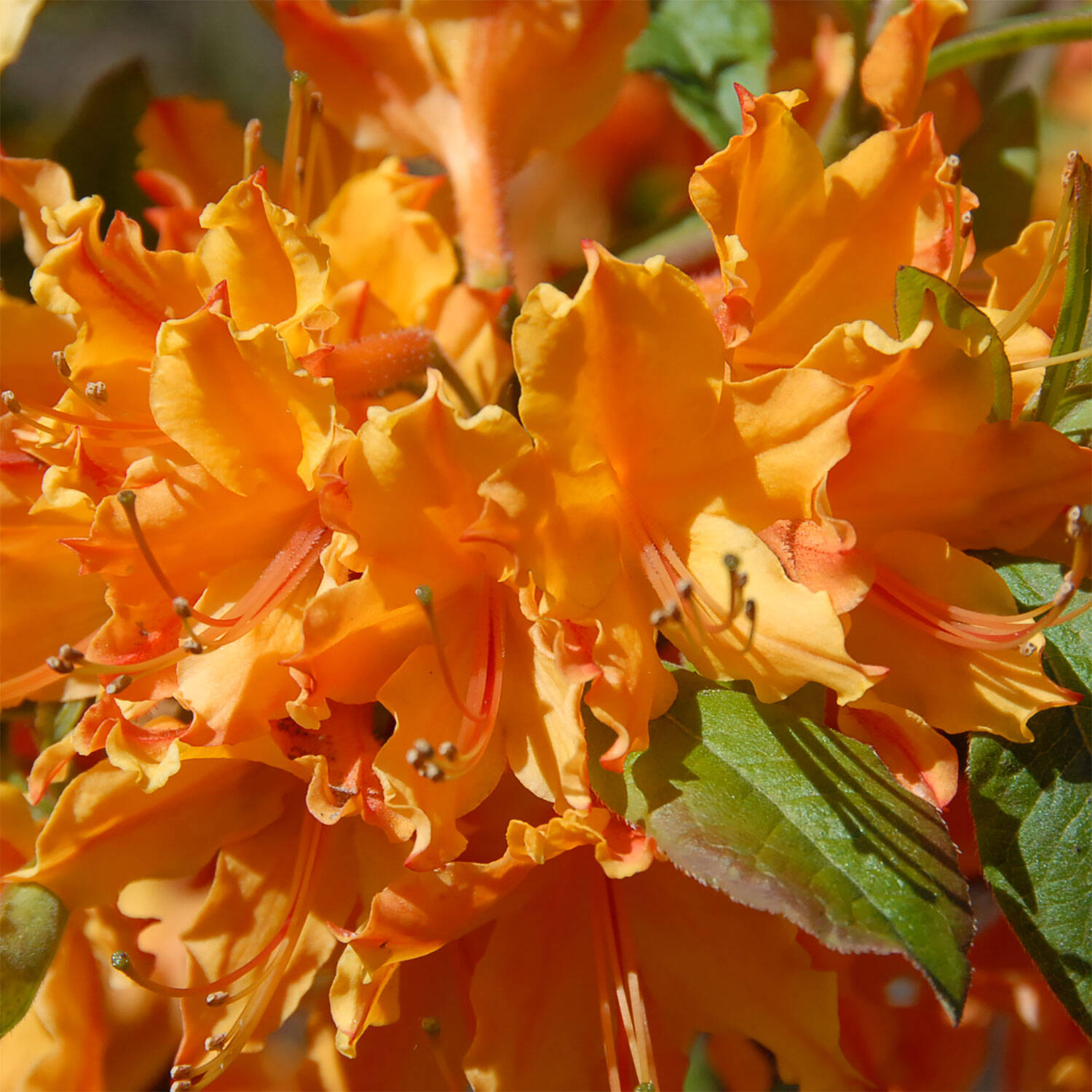 Kategorie <b>Hecken </b> - Laubabwerfender Rhododendron 'Dons Variegated' - Rhododendron austrinum 'Dons Variegated'