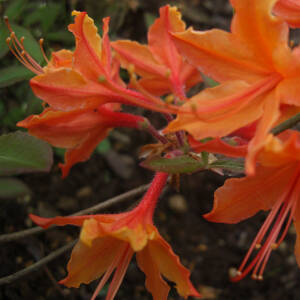 Rhododendron austrinum Dons Variegated