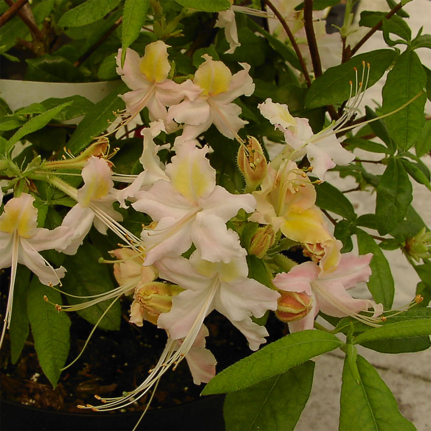 Kategorie <b>Hecken </b> - Laubabwerfender Rhododendron 'Jack Andrews' - Rhododendron beasley 'Jack Andrews'