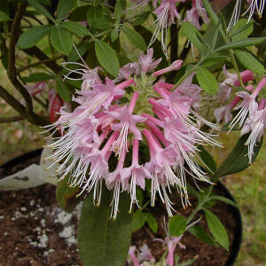 Rhododendron canescens Camillas Blush
