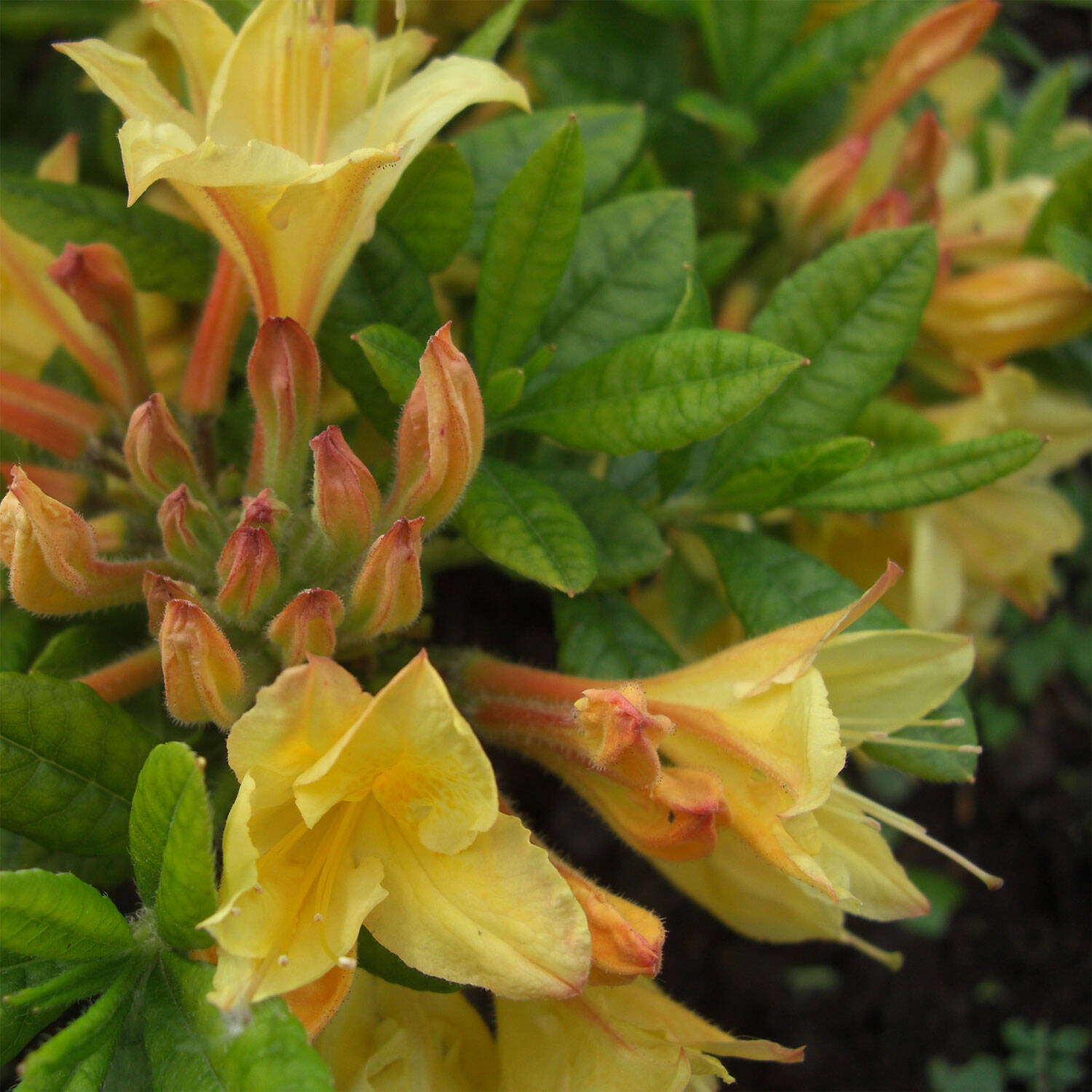 Kategorie <b>Hecken </b> - Laubabwerfender Rhododendron 'Arpege' - Rhododendron luteum 'Arpege'
