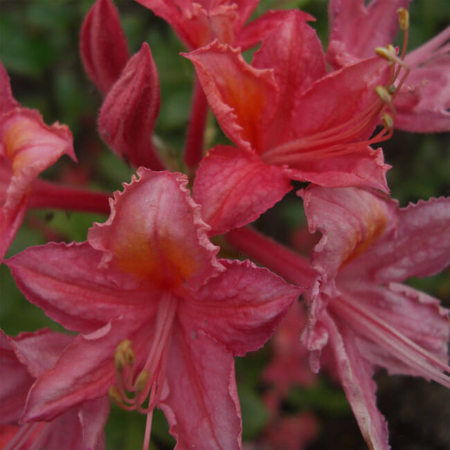 Rhododendron luteum Bouquet de Flore