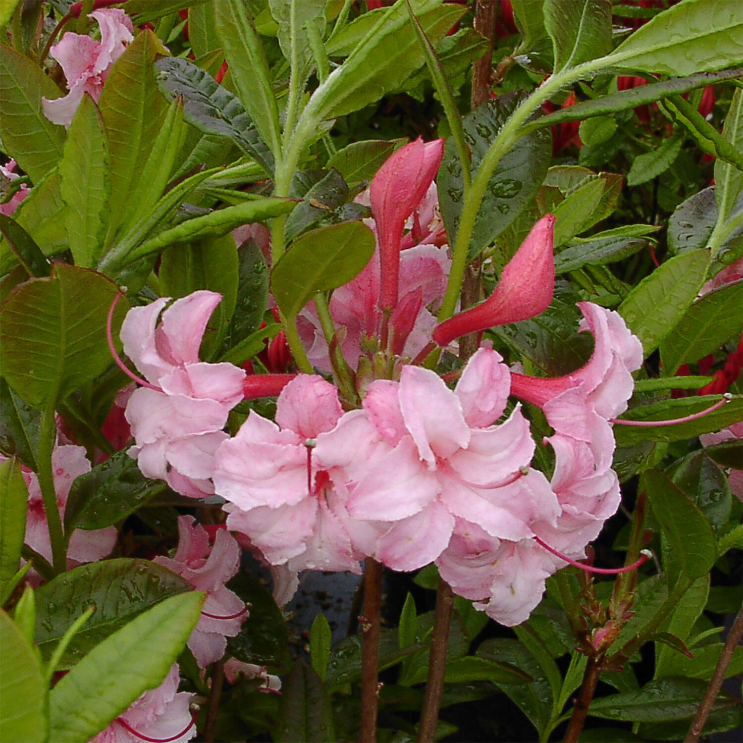 Kategorie <b>Hecken </b> - Laubabwerfender Rhododendron 'Corneille' - Rhododendron luteum 'Corneille'