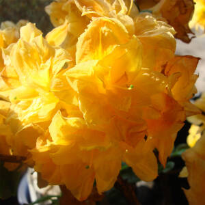 Rhododendron luteum Csardas