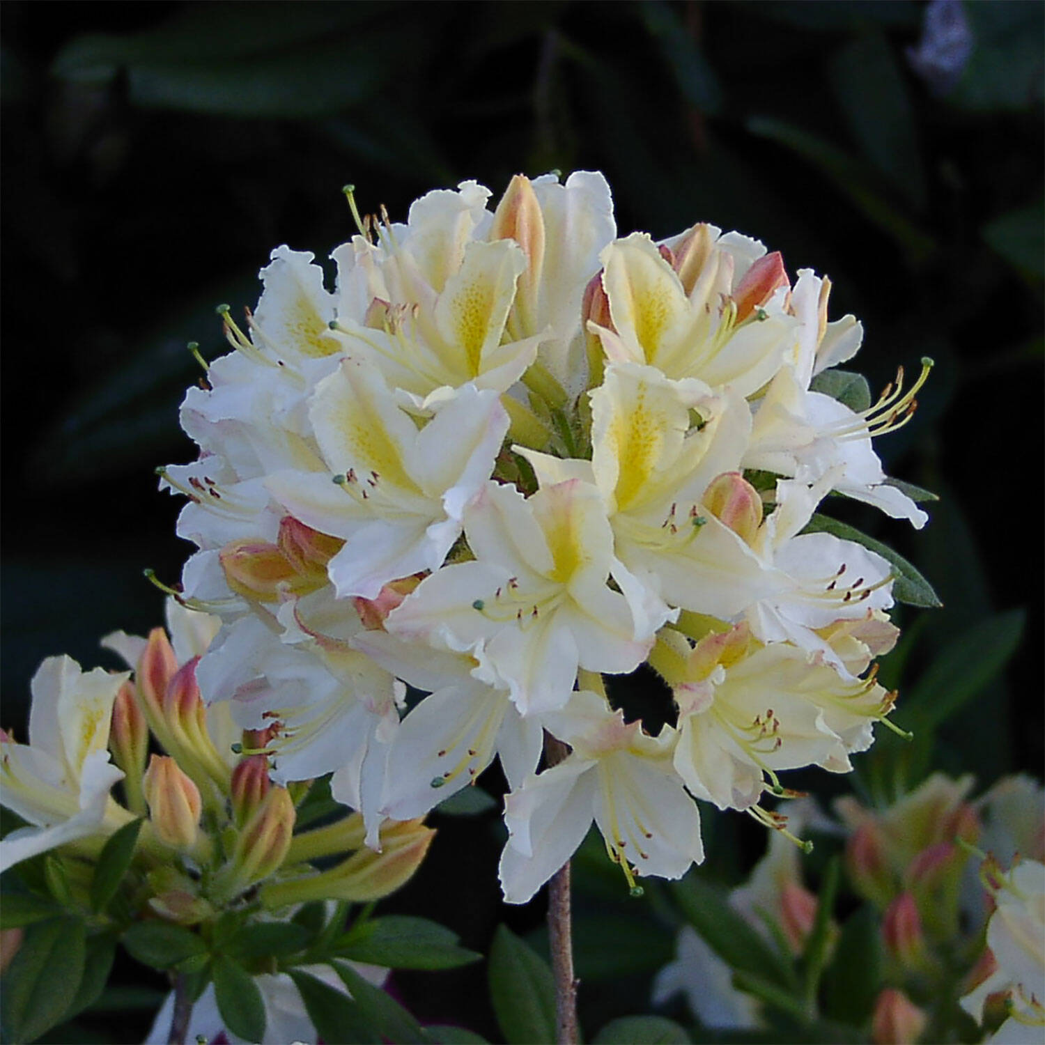 Kategorie <b>Hecken </b> - Laubabwerfender Rhododendron 'Daviesii' - Rhododendron luteum 'Daviesii'