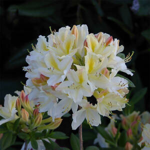 Rhododendron luteum Daviesii