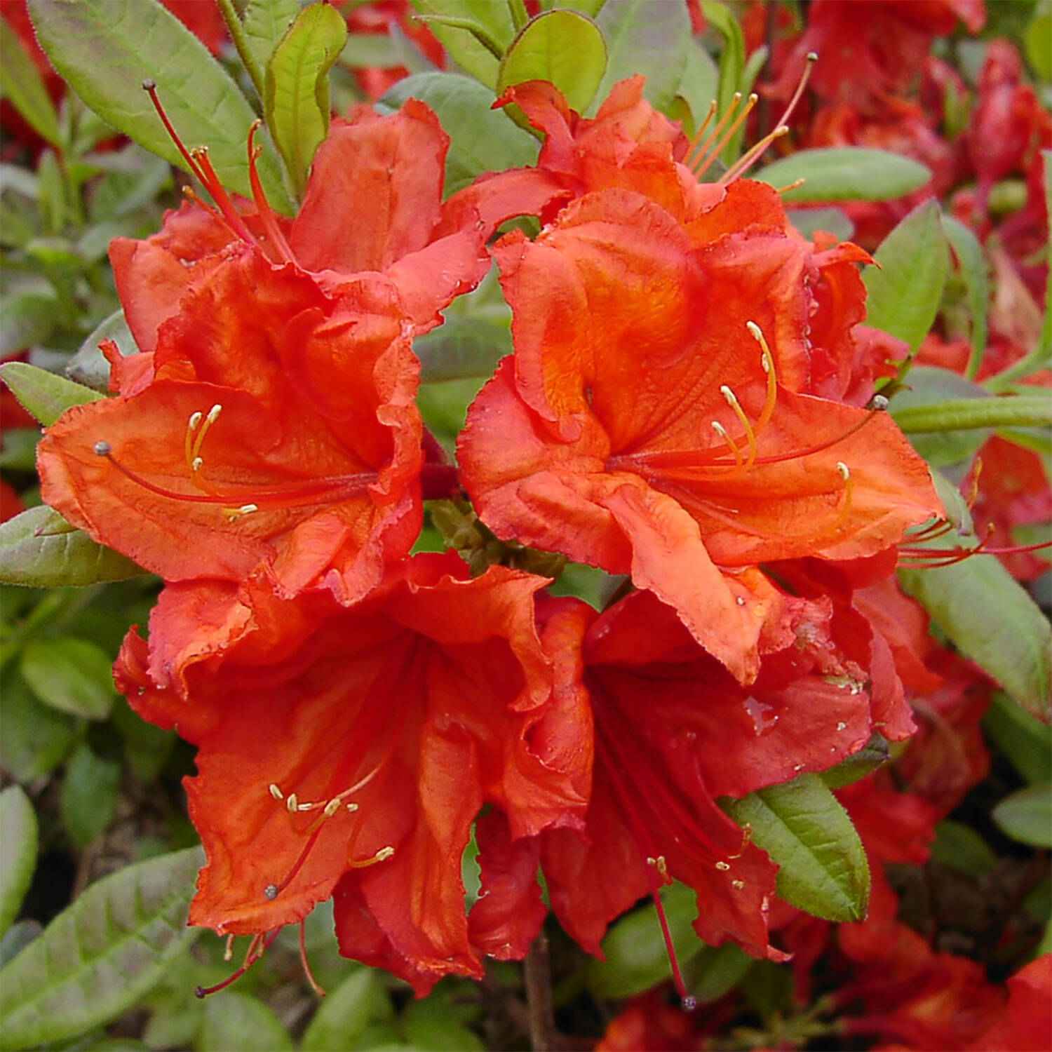 Kategorie <b>Hecken </b> - Laubabwerfender Rhododendron 'Feuerwerk' - Rhododendron luteum 'Feuerwerk'