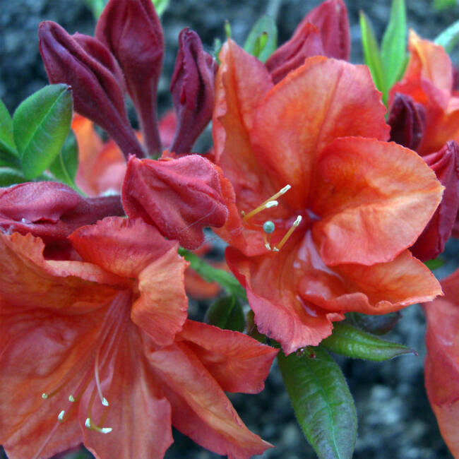 Rhododendron luteum Feuerwerk
