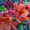 Rhododendron luteum Feuerwerk