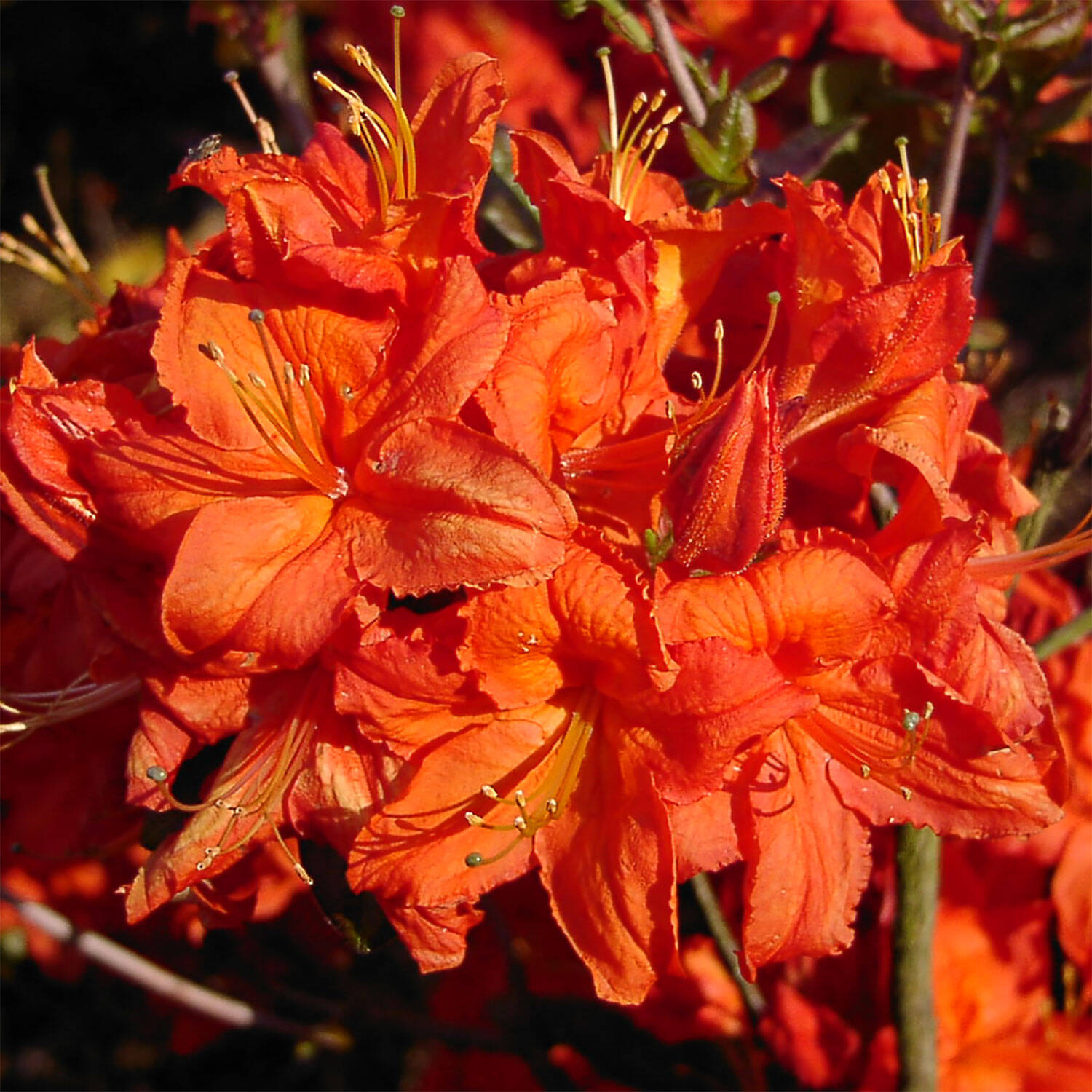 Kategorie <b>Hecken </b> - Laubabwerfender Rhododendron 'Fireball' - Rhododendron luteum 'Fireball'