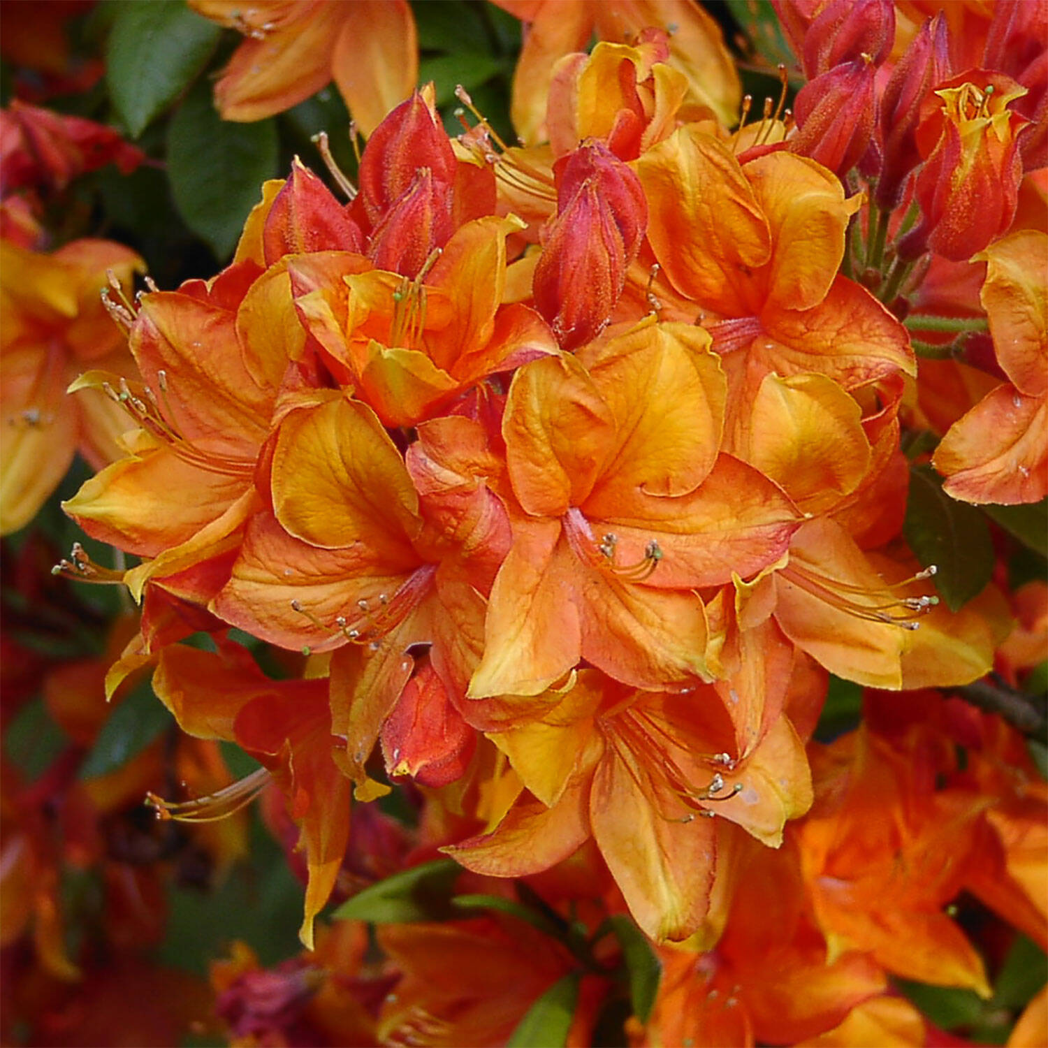 Kategorie <b>Hecken </b> - Laubabwerfender Rhododendron 'Golden Eagle' - Rhododendron luteum 'Golden Eagle'