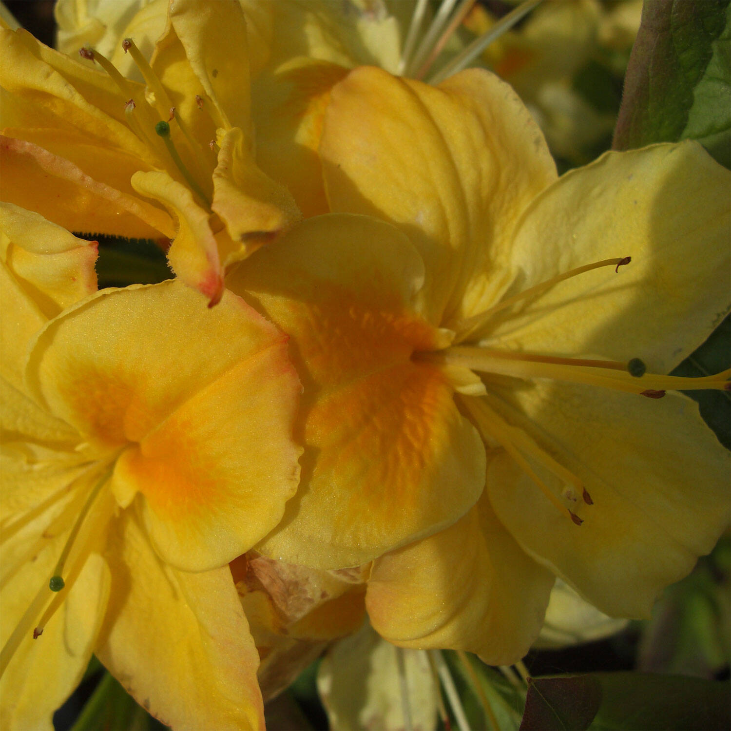 Kategorie <b>Hecken </b> - Laubabwerfender Rhododendron 'Golden Sunset' - Rhododendron luteum 'Golden Sunset'