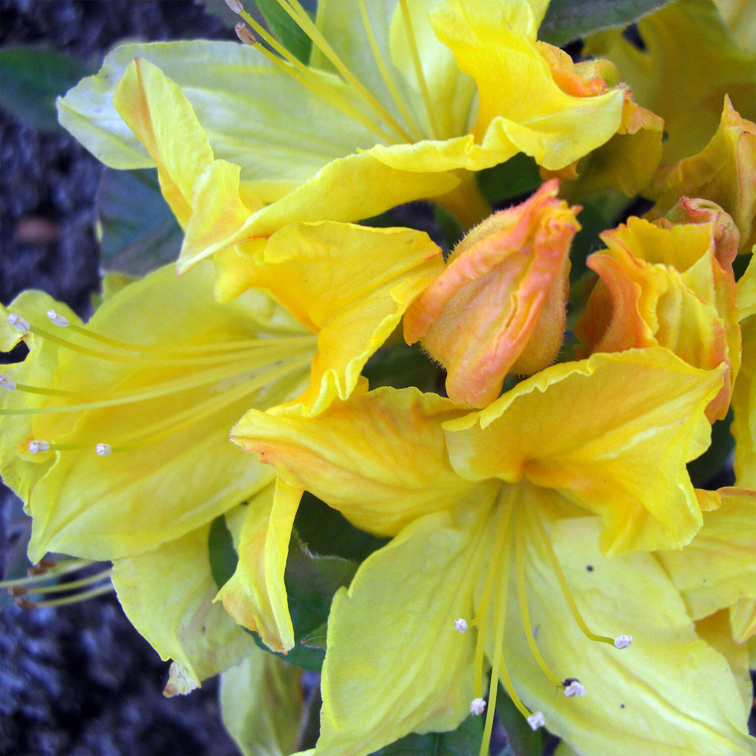 Kategorie <b>Hecken </b> - Laubabwerfender Rhododendron 'Goldpracht' - Rhododendron luteum 'Goldpracht'
