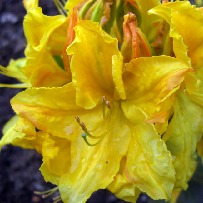 Rhododendron luteum Goldstück