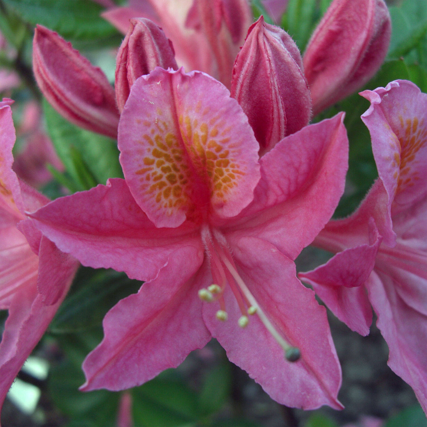 Kategorie <b>Hecken </b> - Laubabwerfender Rhododendron 'Joly Madame' - Rhododendron luteum 'Joly Madame'
