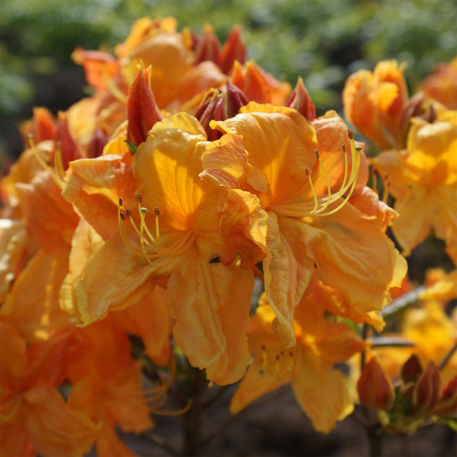 Kategorie <b>Hecken </b> - Laubabwerfender Rhododendron 'Klondyke' - Rhododendron luteum 'Klondyke'