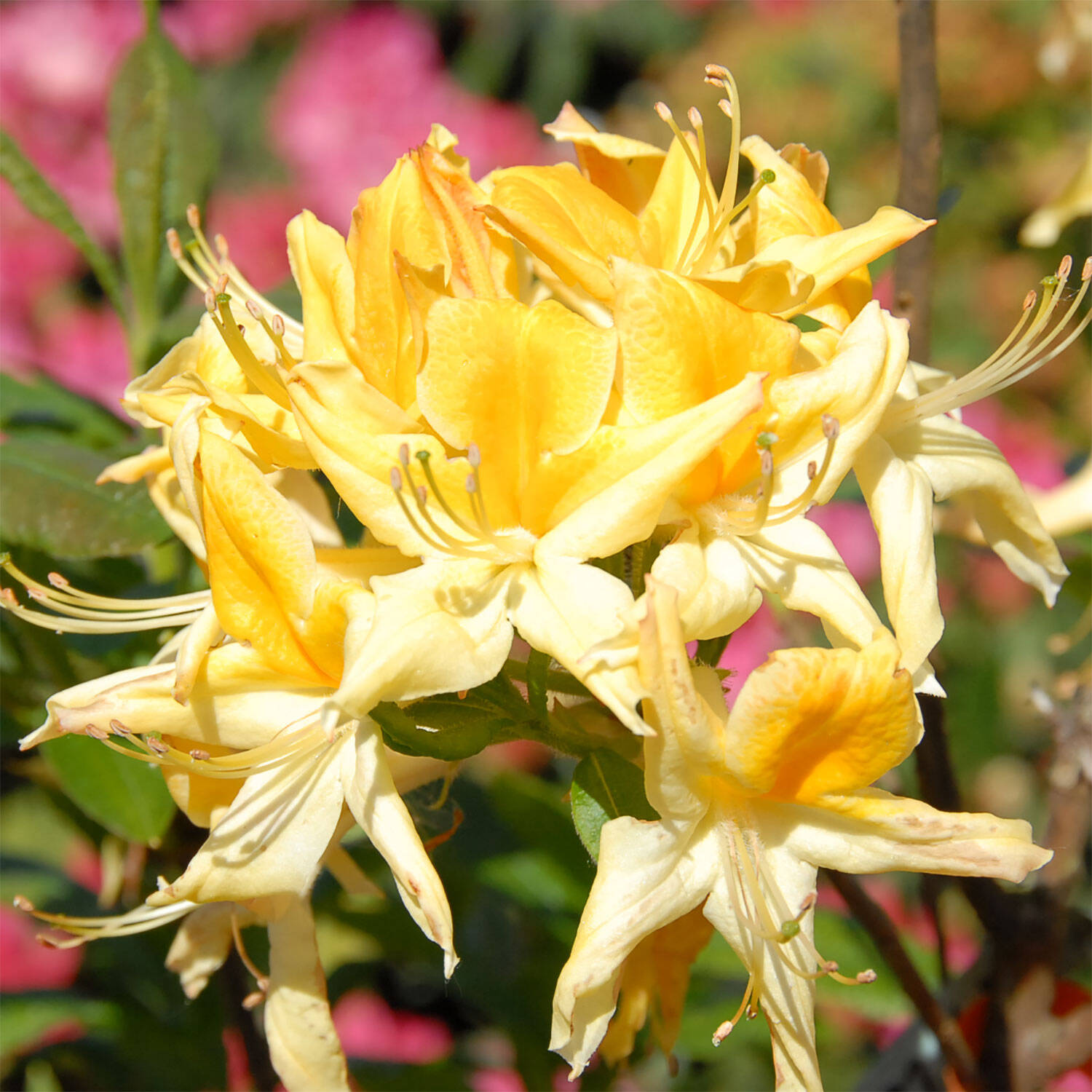 Kategorie <b>Hecken </b> - Laubabwerfender Rhododendron 'Minch' - Rhododendron luteum 'Minch'