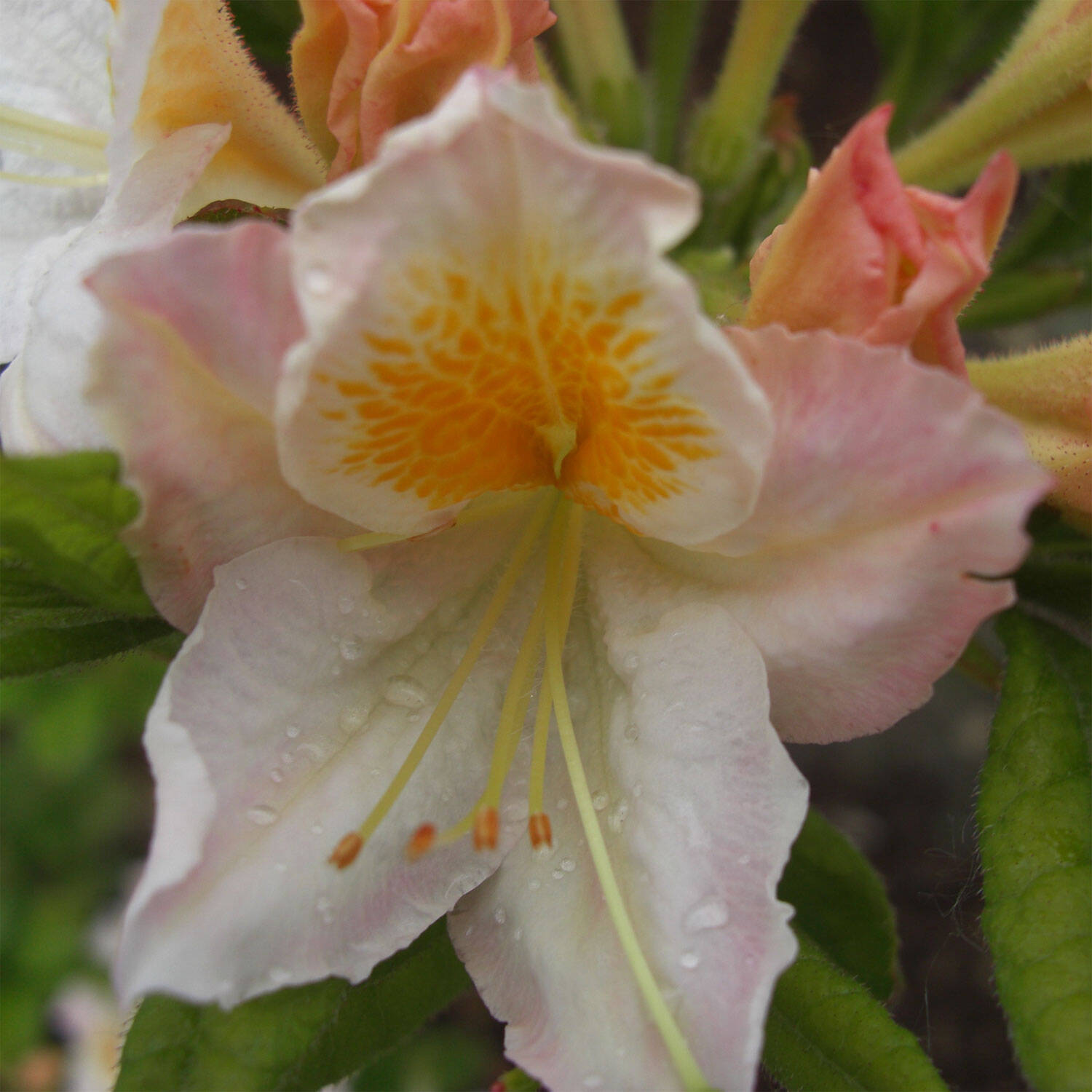 Kategorie <b>Hecken </b> - Laubabwerfender Rhododendron 'Möwe' - Rhododendron luteum 'Möwe'