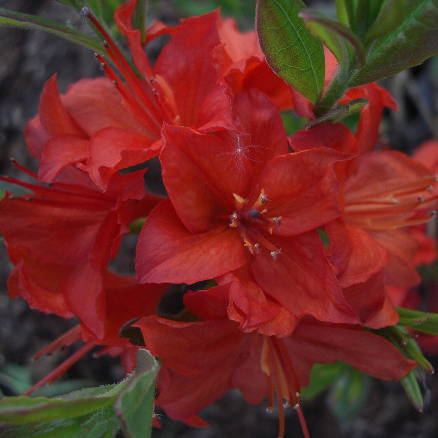 Kategorie <b>Hecken </b> - Laubabwerfender Rhododendron 'Parkfeuer' - Rhododendron luteum 'Parkfeuer'