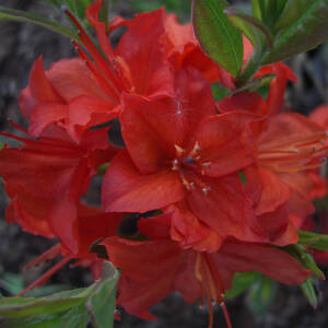 Rhododendron luteum Parkfeuer
