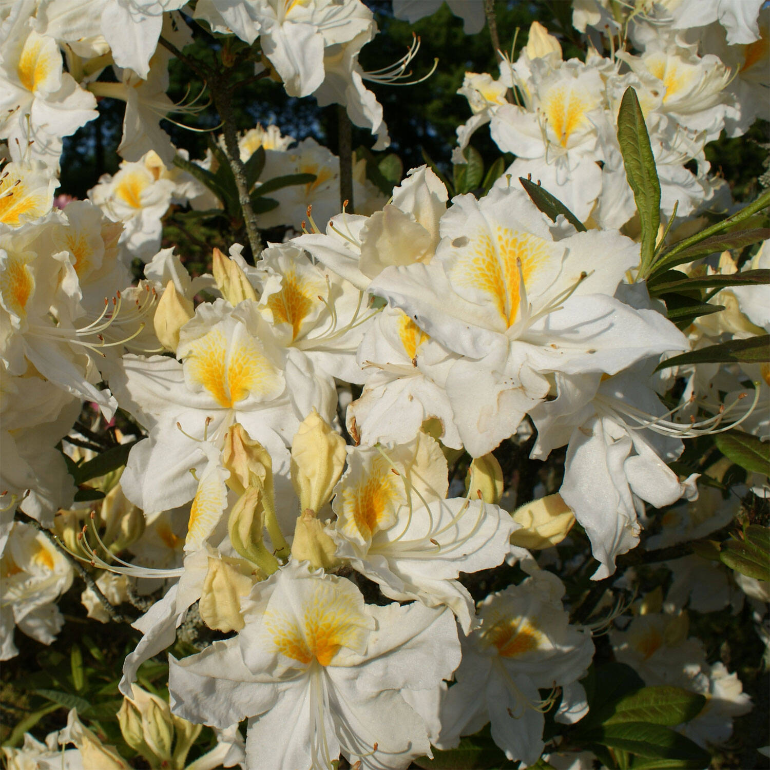 Kategorie <b>Hecken </b> - Laubabwerfender Rhododendron 'Persil' - Rhododendron luteum 'Persil'